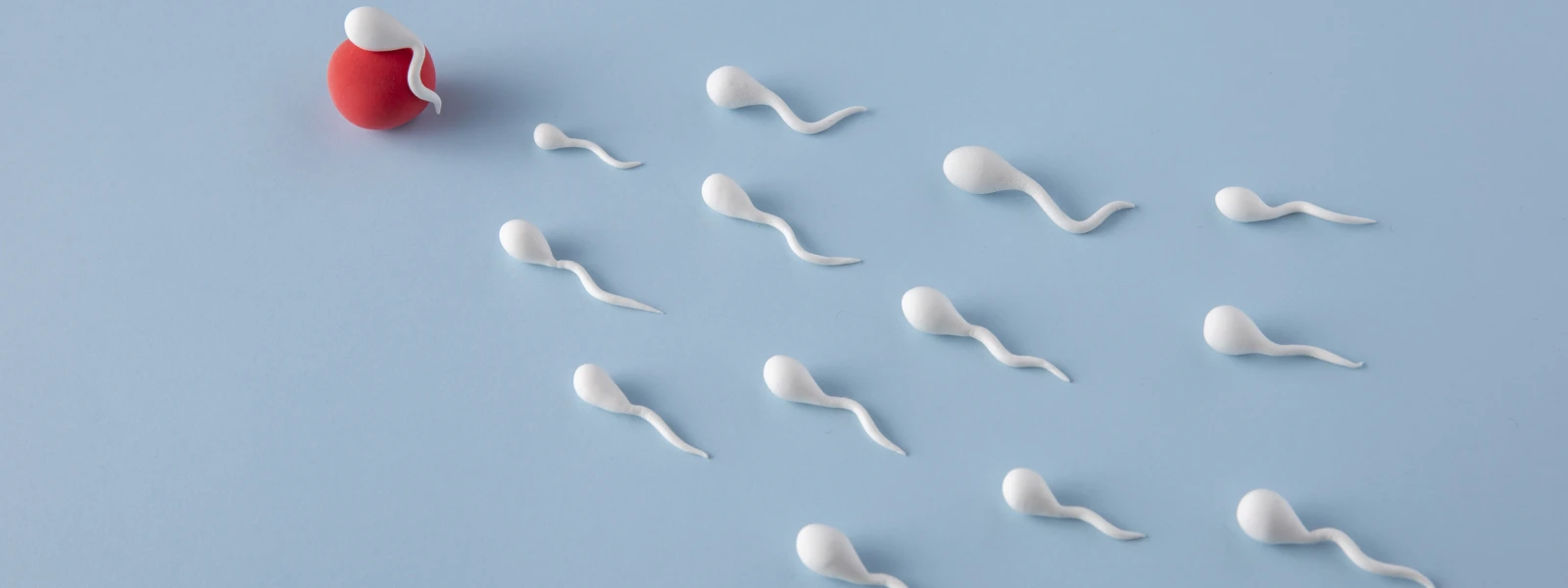 sperm nasıl oluşur