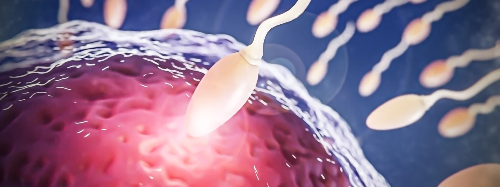 sperm kaç gün yaşar